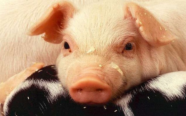 bo-cuu-lon-cung-bi-bat-chi-co-mot-con-chong-tra-quyet-liet-do-la-loai-nao-con-lon-chi-co-the-bi-giet-thit bo-cuu-lon-cung-bi-bat-chi-co-mot-con-chong-tra-quyet-liet-do-la-loai-nao-con-lon-chi-co-the-bi-giet-thit